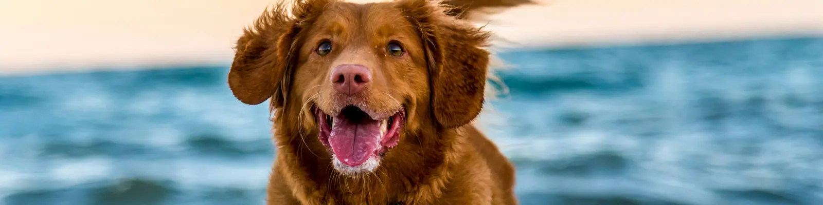 "Don't believe me? Open this link on your phone" - Desktop Doggy